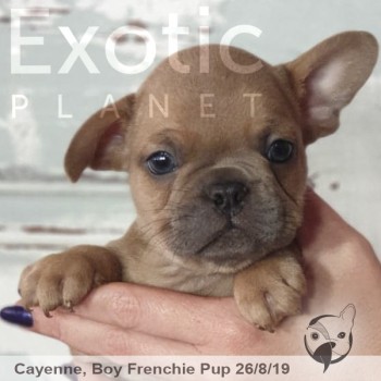 Cayenne Blue Fawn/Red Male Frenchie Puppy POA